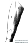 Regiones Femoralis * Regiones femoralis et genus
1 - Regio femoralis anterior,
2 - Trigonum femorale,
3 - Regio genus anterior.
Regio femoralis anterior contains a region inside, called Trigonum femorale, marked by Musculus sartorius (origin at the frontal upper spine of the pelvic bone= Spina iliaca anterior superior; insertion at upper Tibia) and Musculus adductor longus (origin at the pubic bone= Os pubis; insertion at the back shaft of Femur bone= Linea aspera) at the sides and Regio inguinalis at the top. The area around the knee joint is called Regio genus (anterior and posterior).